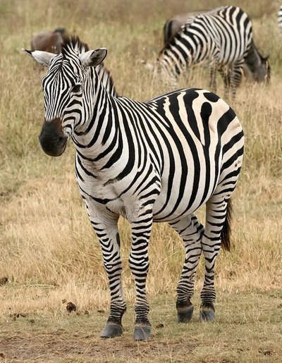 Zebra