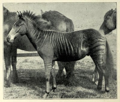 Zebroid