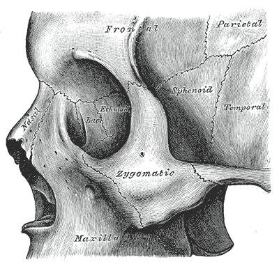 Zygomatic Bone
