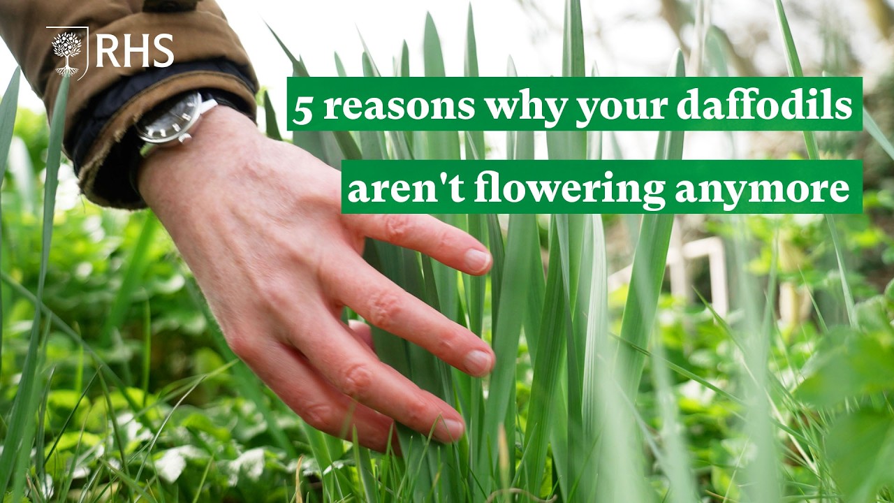Daffodil blindness: 5 reasons why your daffodils aren't flowering anymore  | The RHS