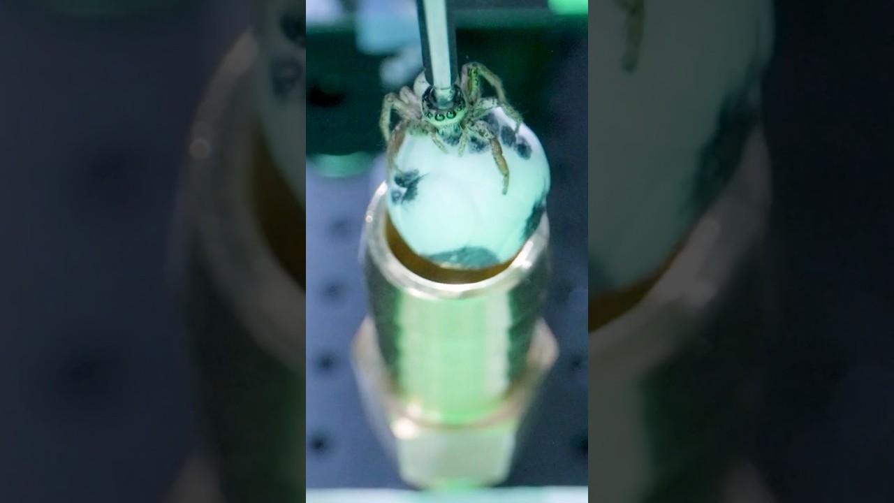 Why we put spiders on soccer balls