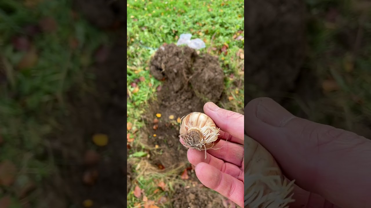 How To Plant Daffodil Bulbs in Lawn, Turf & Wild Grass