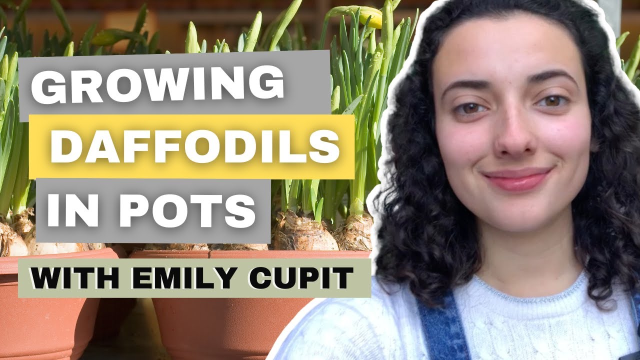How To Grow Stunning Daffodils In Containers