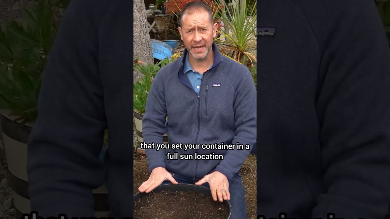 How To Plant Daffodils (Best Fall Daffodil Planting Tips)