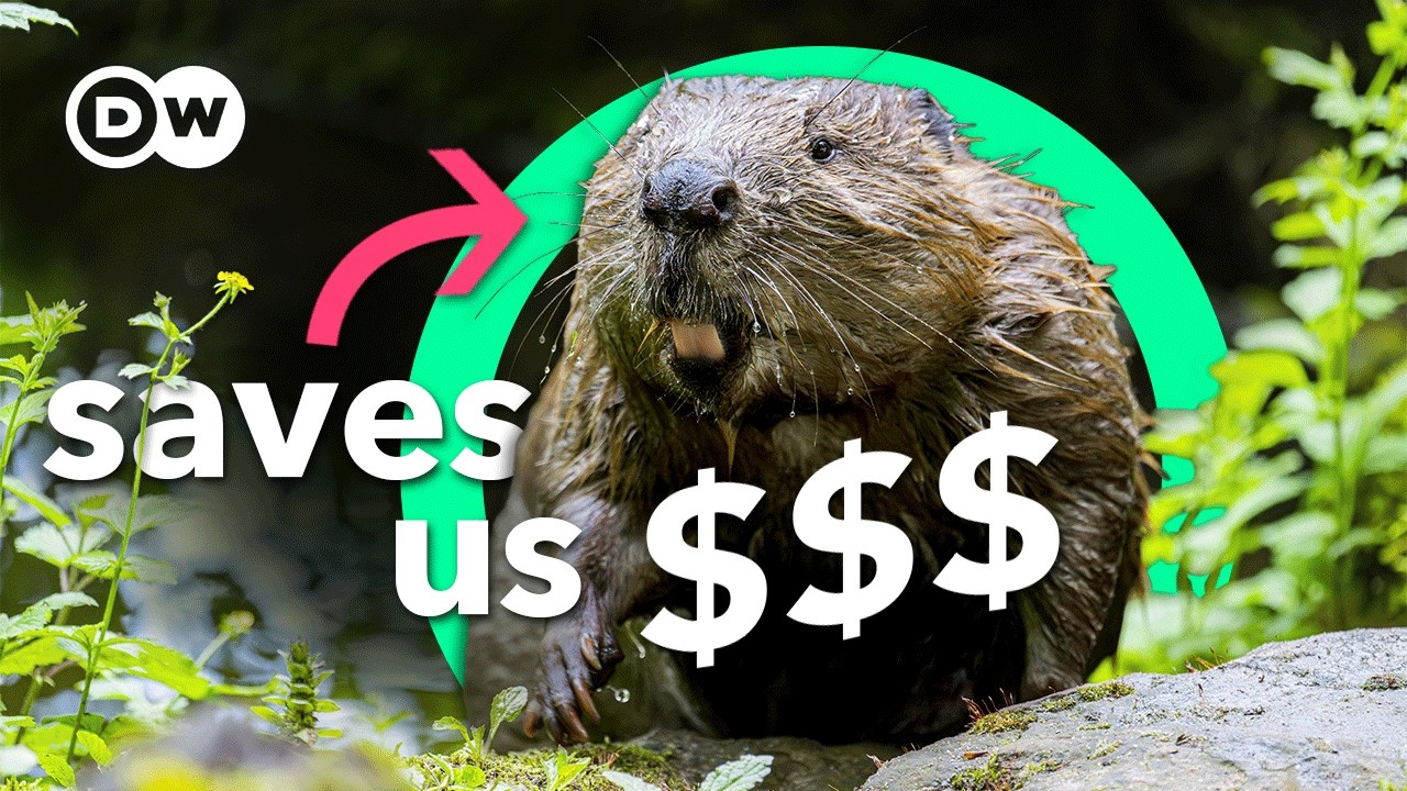 We tried to wipe them out. Now they're fixing our mess