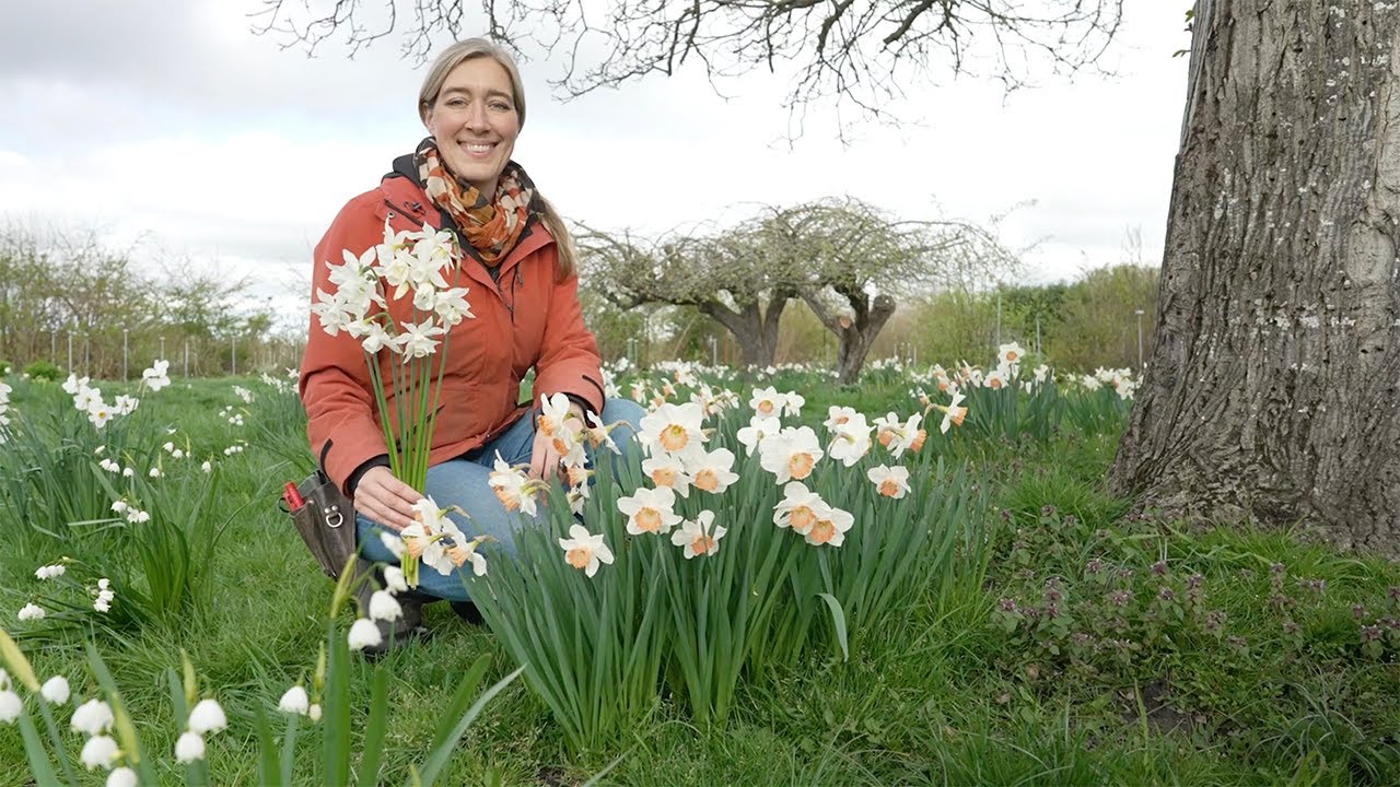 Floret Farm Tour: Daffodils & Narcissus