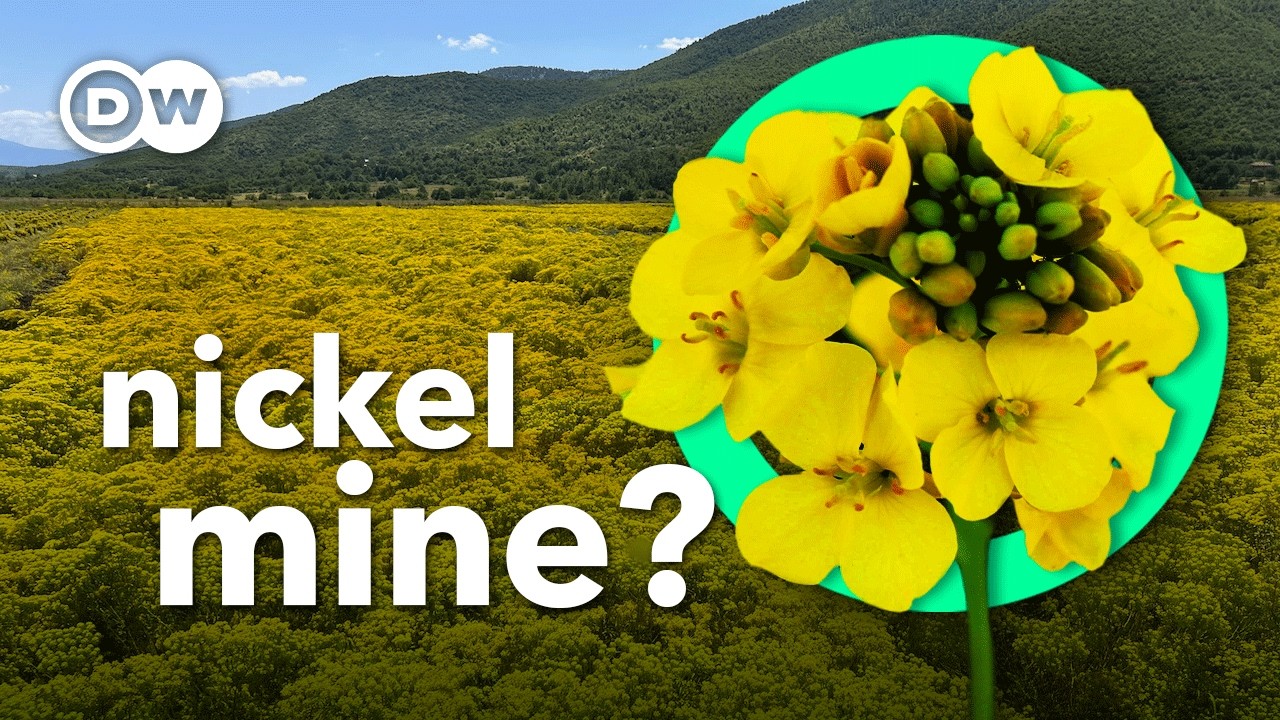 Can this nickel-eating plant help solve the battery crisis?