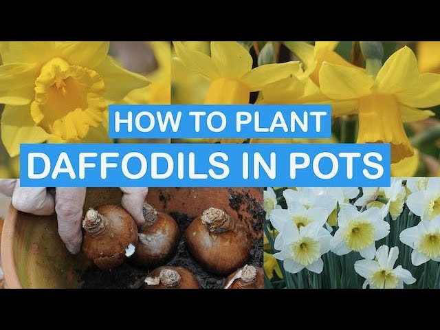 HOW TO PLANT DAFFODILS IN POTS STEP-BY-STEP