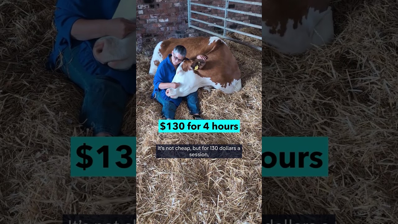 Cow cuddles for sale